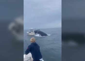 Ballena voltea barco pesquero frente a la costa de Nueva Hampshire
