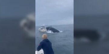 Ballena voltea barco pesquero frente a la costa de Nueva Hampshire
