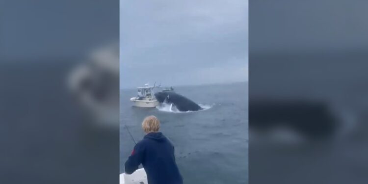 Ballena voltea barco pesquero frente a la costa de Nueva Hampshire