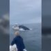 Ballena voltea barco pesquero frente a la costa de Nueva Hampshire