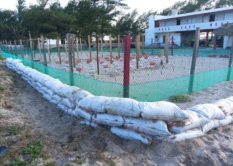 Refuerza Comisión de Parques protección en campos tortugueros de Tamaulipas