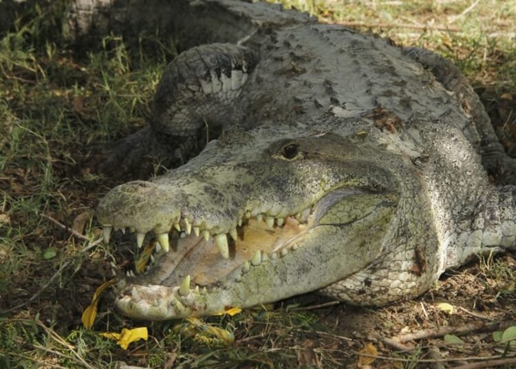 Aplican rastreo satelital a cocodrilo de pantano en zona sur de Tamaulipas