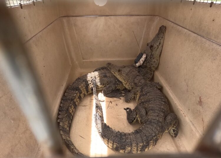 Aplican rastreo satelital a cocodrilo de pantano en zona sur de Tamaulipas