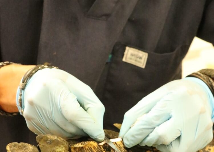 Aplican rastreo satelital a cocodrilo de pantano en zona sur de Tamaulipas