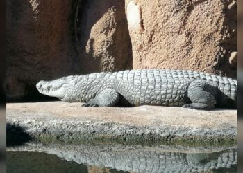 Capturan 206 cocodrilos en Tamaulipas tras desbordamiento de ríos