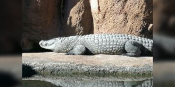 Capturan 206 cocodrilos en Tamaulipas tras desbordamiento de ríos