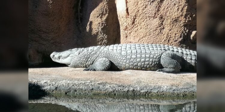 Capturan 206 cocodrilos en Tamaulipas tras desbordamiento de ríos