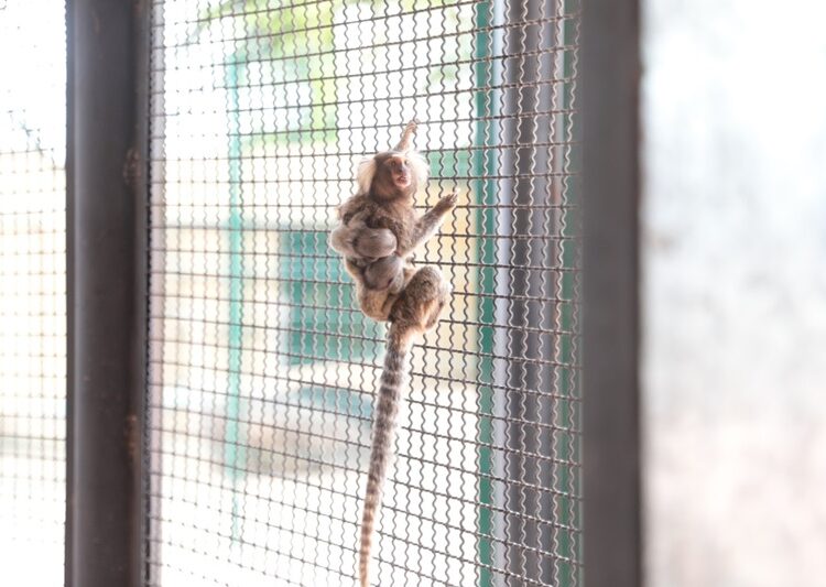 Crece familia del Zoológico; nacen 2 monos titís