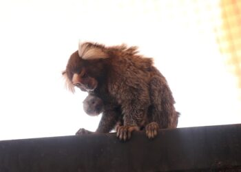 Crece familia del Zoológico; nacen 2 monos titís