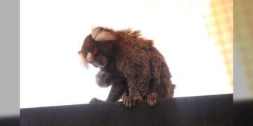 Crece familia del Zoológico; nacen 2 monos titís