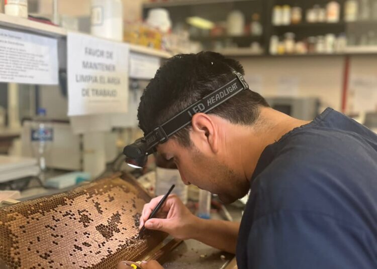 Desarrolla UAT bioinsecticida para combatir plagas que afectan la apicultura