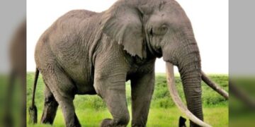 Muere turista pisoteado por un elefante en Sudáfrica