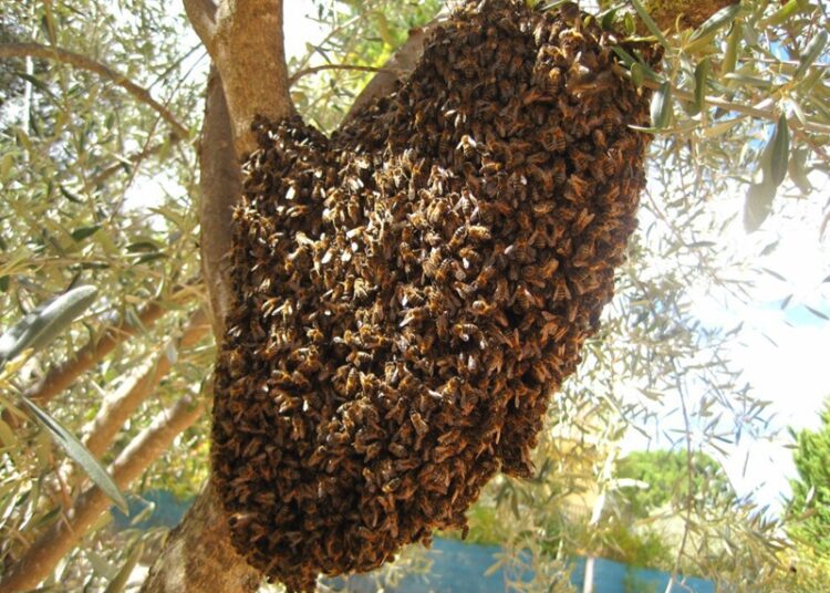 Exhorta Gobierno de NLD reportar enjambres de abejas para prevenir accidentes