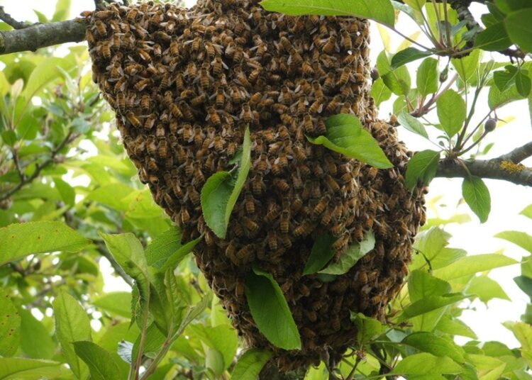 Exhorta Gobierno de NLD reportar enjambres de abejas para prevenir accidentes