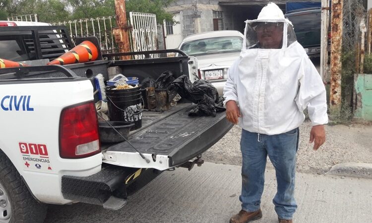 Exhorta Gobierno de NLD reportar enjambres de abejas para prevenir accidentes