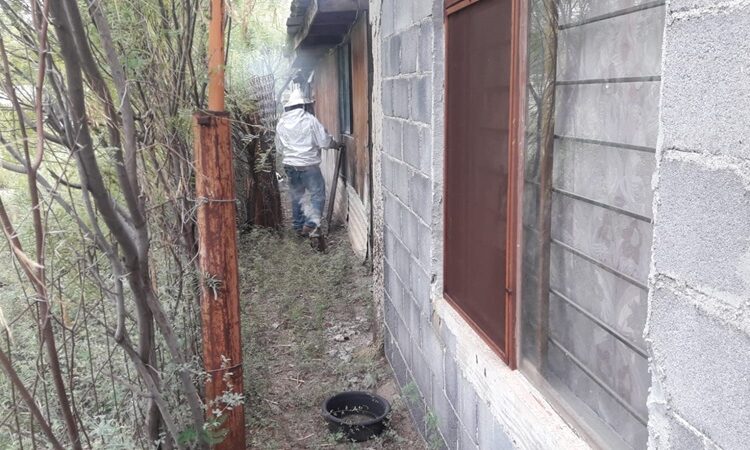 Exhorta Gobierno de NLD reportar enjambres de abejas para prevenir accidentes