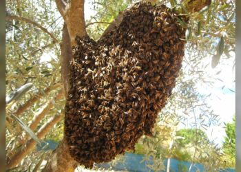 Exhorta Gobierno de NLD reportar enjambres de abejas para prevenir accidentes