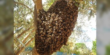 Exhorta Gobierno de NLD reportar enjambres de abejas para prevenir accidentes