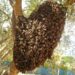 Exhorta Gobierno de NLD reportar enjambres de abejas para prevenir accidentes