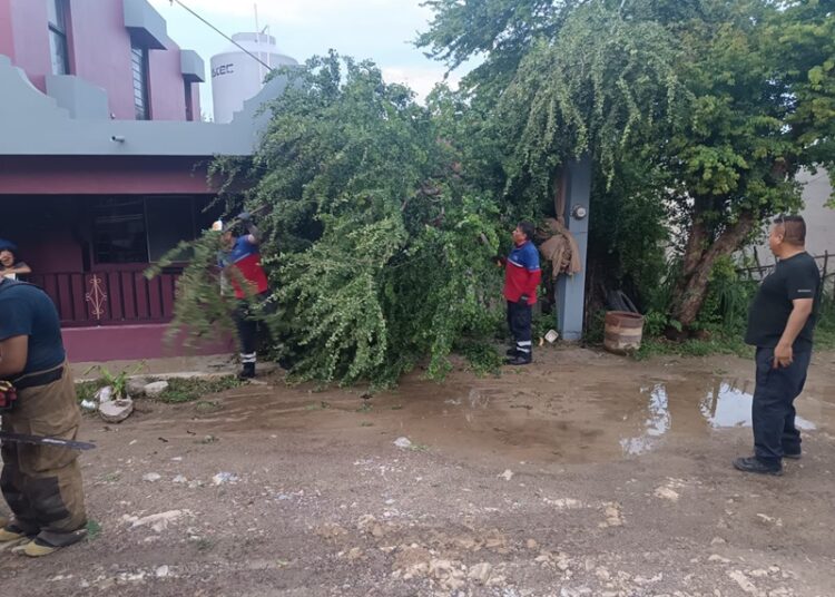 Gobierno de Victoria libera vialidades y mitiga riesgos a la población