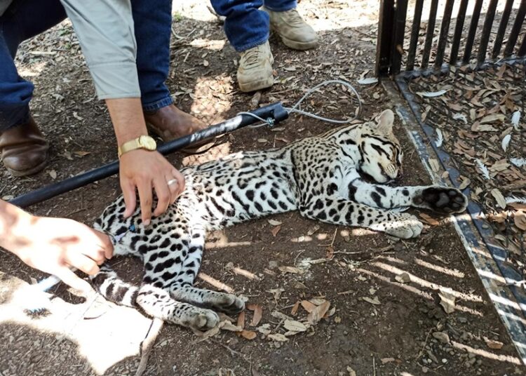 Realiza la UAT un estudio para la protección del ocelote en Tamaulipas