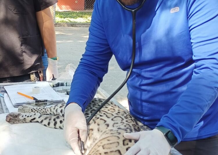 Realiza la UAT un estudio para la protección del ocelote en Tamaulipas