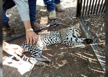 Realiza la UAT un estudio para la protección del ocelote en Tamaulipas
