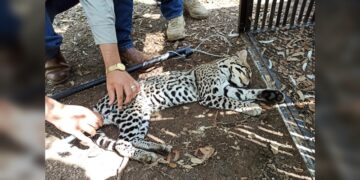 Realiza la UAT un estudio para la protección del ocelote en Tamaulipas