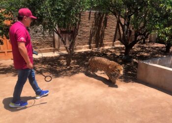 Rescatan felino durante operativo en Sinaloa