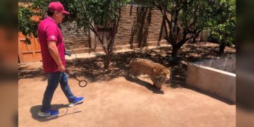 Rescatan felino durante operativo en Sinaloa