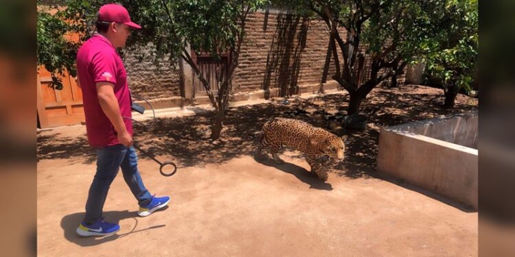 Rescatan felino durante operativo en Sinaloa