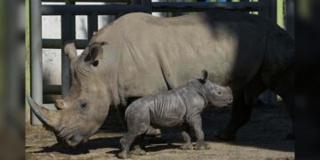 Chile celebra nacimiento de Silverio, tercer rinoceronte blanco sudamericano en cautiverio