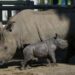 Chile celebra nacimiento de Silverio, tercer rinoceronte blanco sudamericano en cautiverio