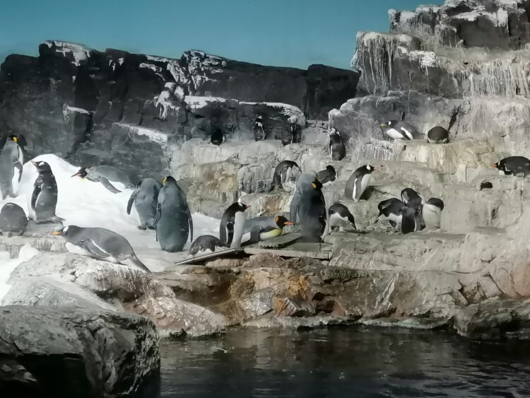 SeaWorld, 60 años de su existencia