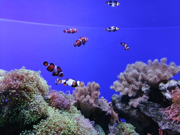 SeaWorld, 60 años de su existencia