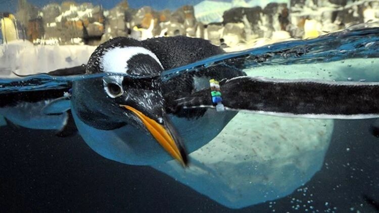 SeaWorld, 60 años de su existencia