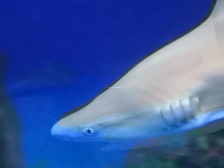 SeaWorld, 60 años de su existencia