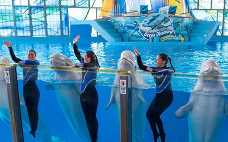 SeaWorld, 60 años de su existencia