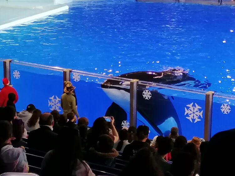 SeaWorld, 60 años de su existencia