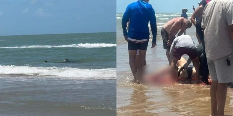 Murió la mujer mordida por tiburón en la Isla del Padre