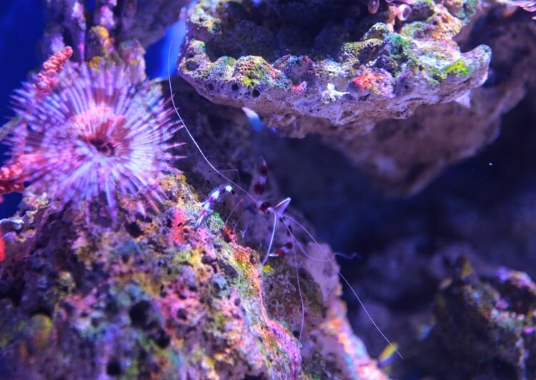 Tiene Acuario de Nuevo Laredo nuevas especies en exhibición