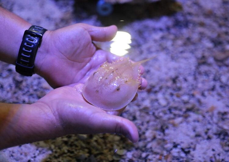 Tiene Acuario de Nuevo Laredo nuevas especies en exhibición