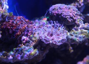 Tiene Acuario de Nuevo Laredo nuevas especies en exhibición