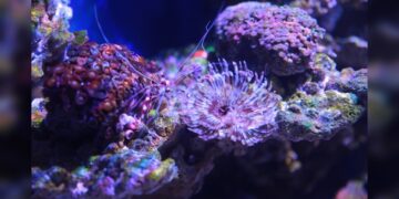 Tiene Acuario de Nuevo Laredo nuevas especies en exhibición
