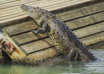 Pide Altamira reportar presencia de cocodrilos