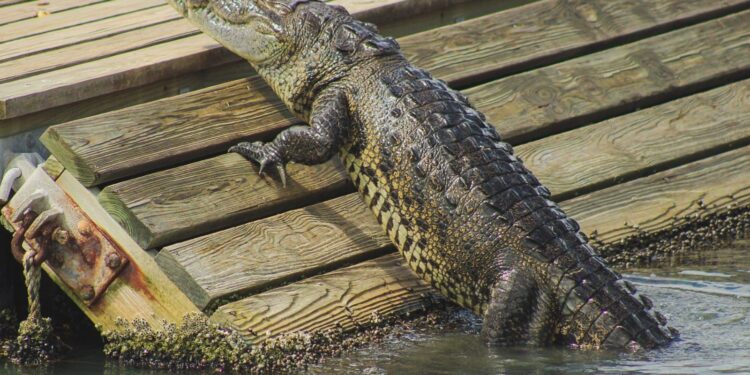 Pide Altamira reportar presencia de cocodrilos