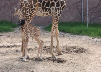 Nació jirafa en Tamatán