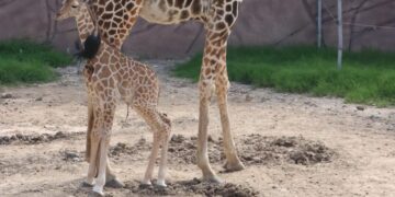 Nació jirafa en Tamatán