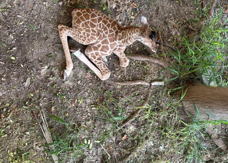 Nació jirafa en Tamatán