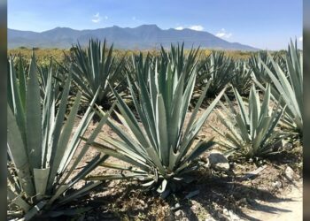 Acciones para combatir la extracción de maguey en Puebla